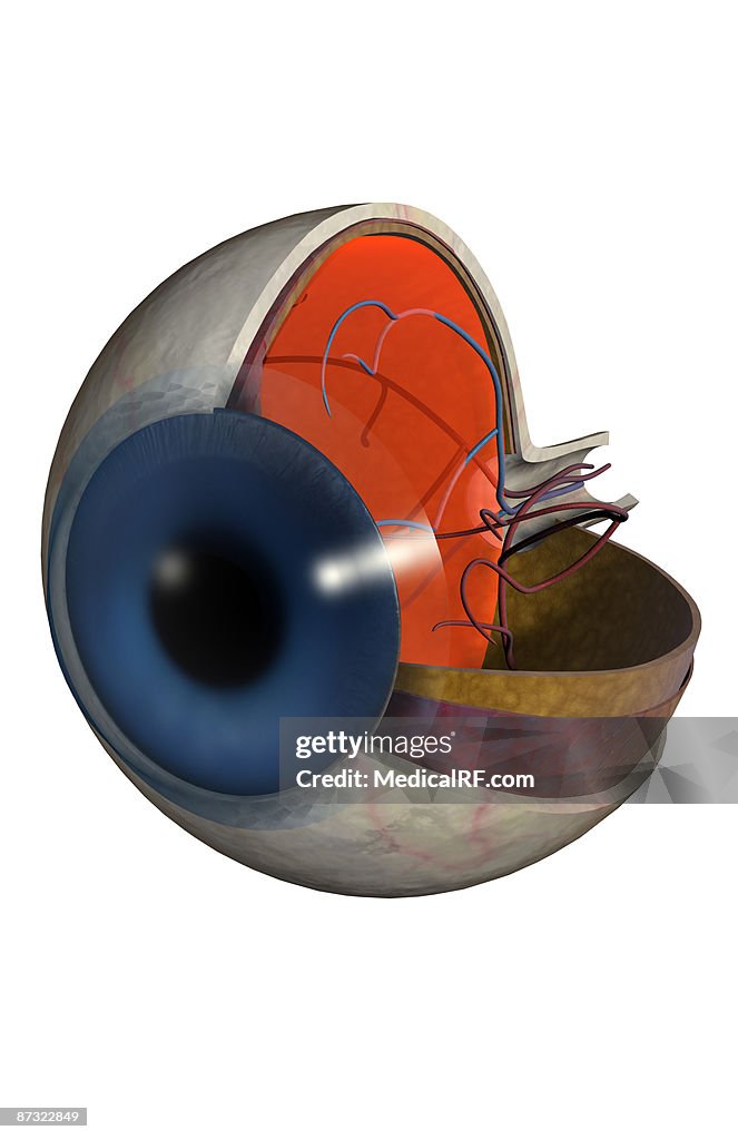Structure of the eye