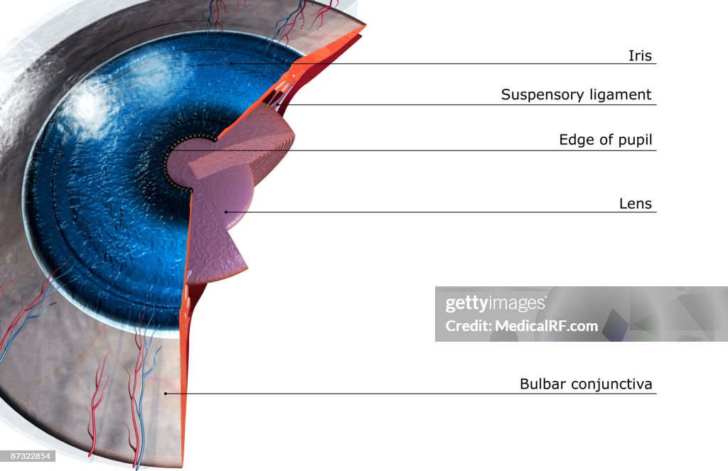 Sectional anatomy of the eye