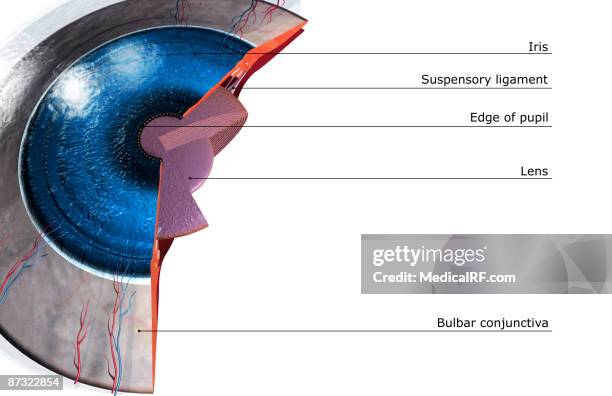 sectional anatomy of the eye - smooth muscle stock illustrations