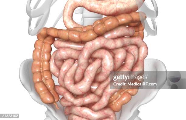 Involution Colon Ascending Colon Photos and Premium High Res Pictures - Getty Images