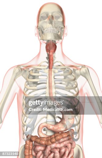 The digestive system The digestive system