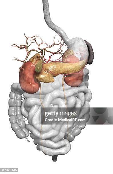 ilustraciones, imágenes clip art, dibujos animados e iconos de stock de accessory digestive organs - arteria esplénica