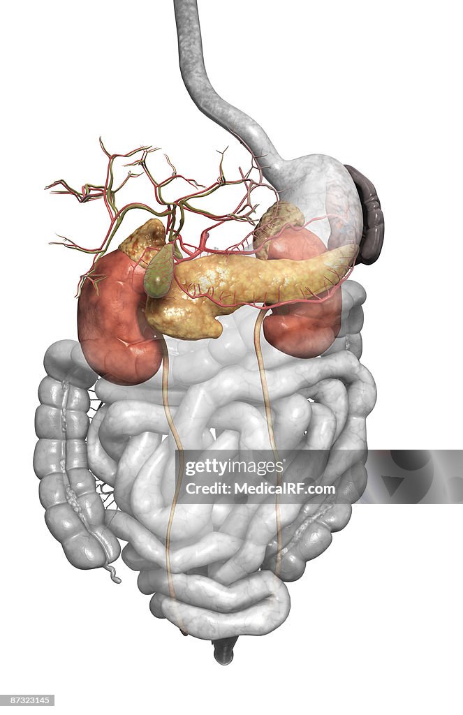 Accessory digestive organs