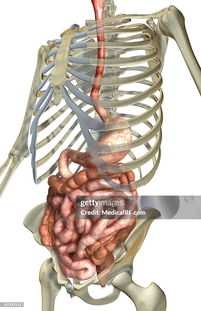 The digestive system