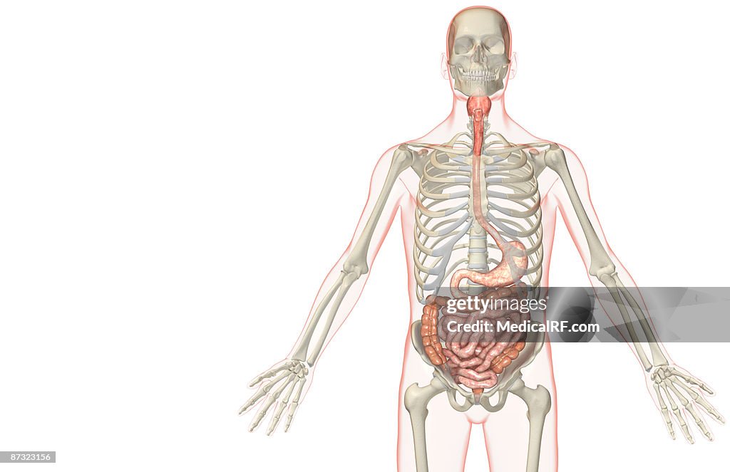 The digestive system