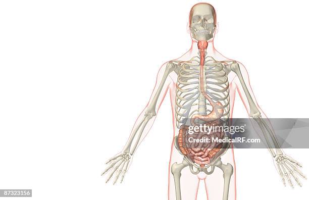 the digestive system - descending colon stock illustrations