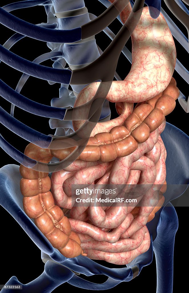 The digestive system