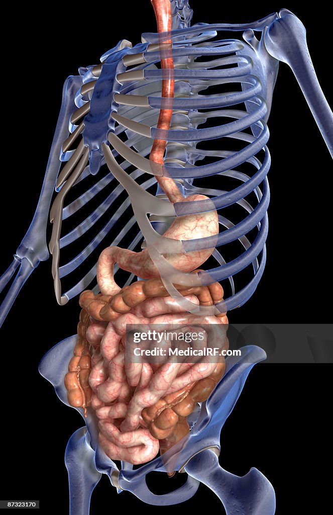 The digestive system