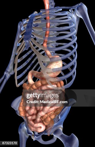 The digestive system The digestive system