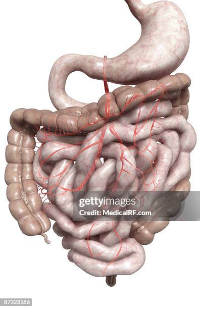 ilustrações de stock, clip art, desenhos animados e ícones de mesenteric arteries - cólon ascendente