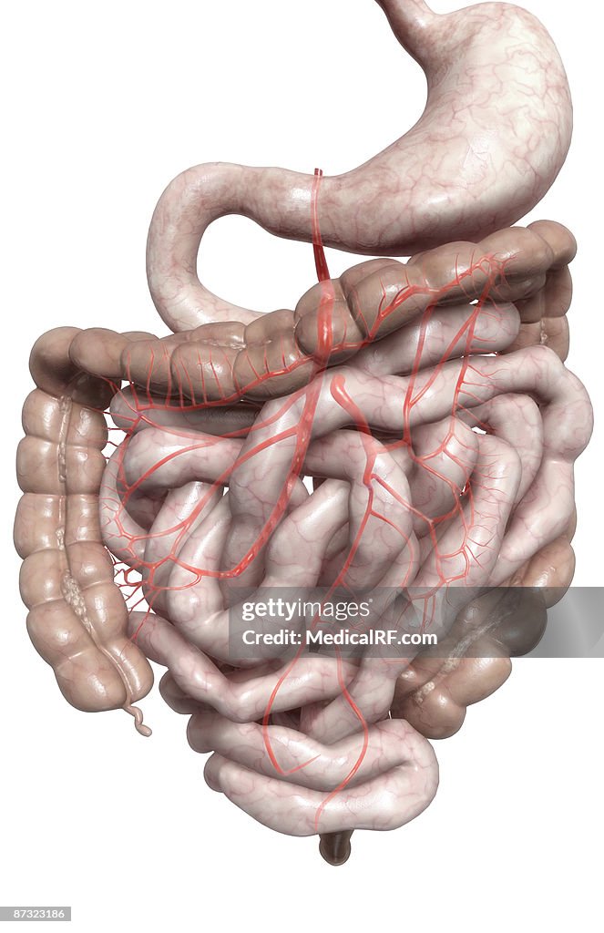 Mesenteric arteries