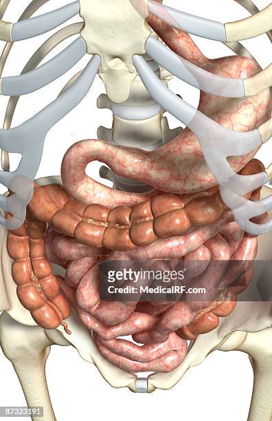 stockillustraties, clipart, cartoons en iconen met the digestive system - menselijke twaalfvingerige darm