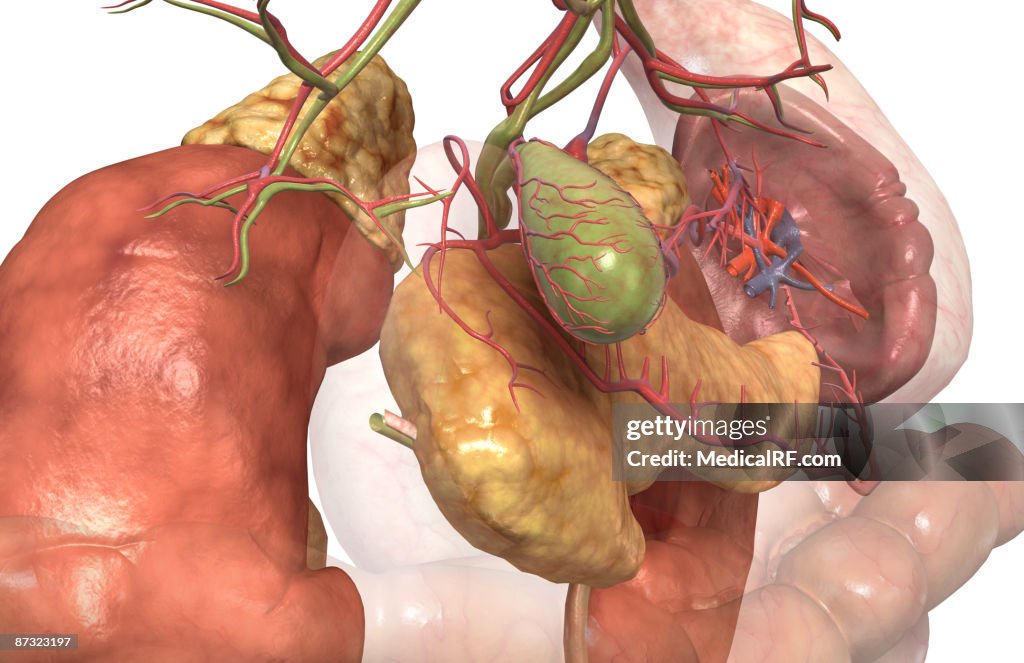 Accessory digestive organs