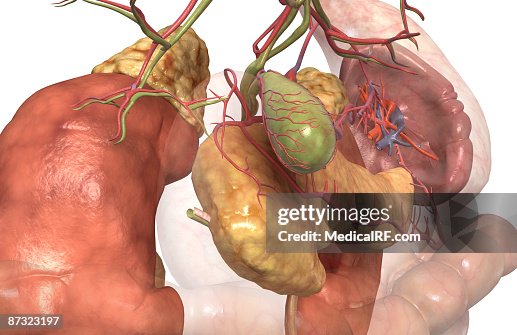 Accessory digestive organs Accessory digestive organs