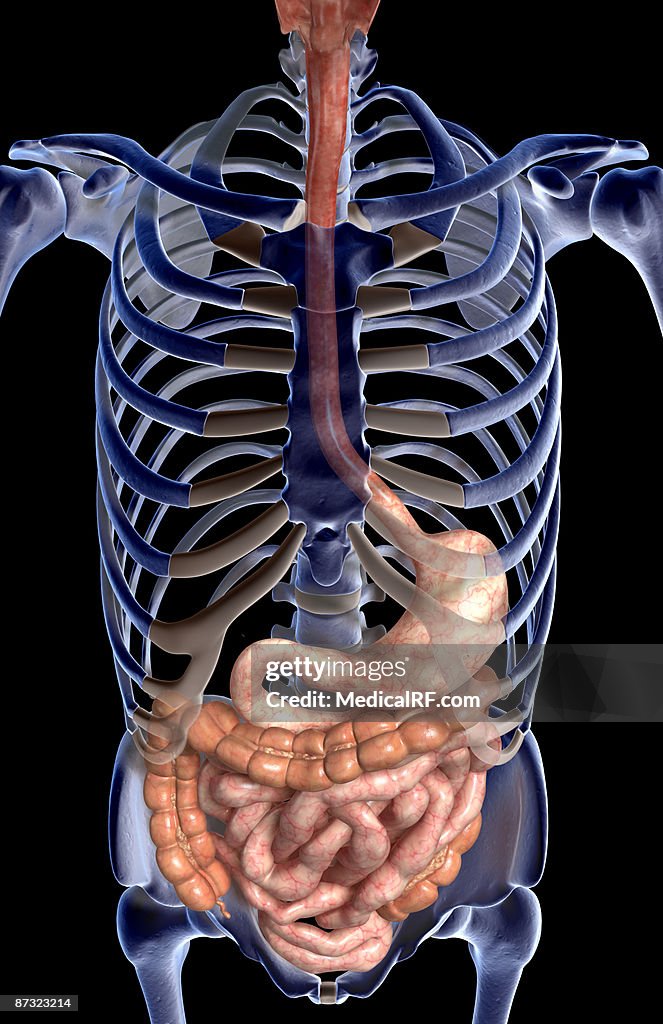 The digestive system