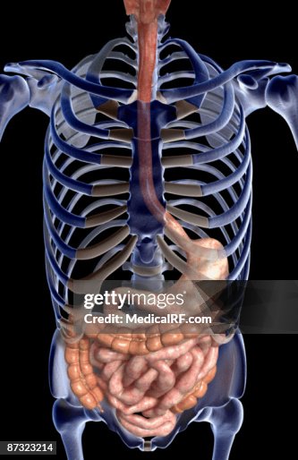 The digestive system The digestive system