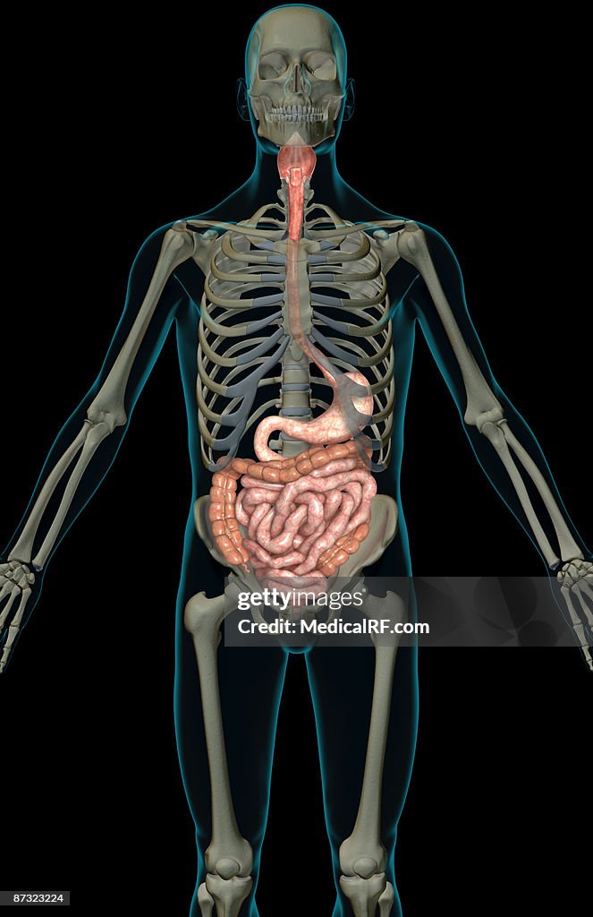 The digestive system
