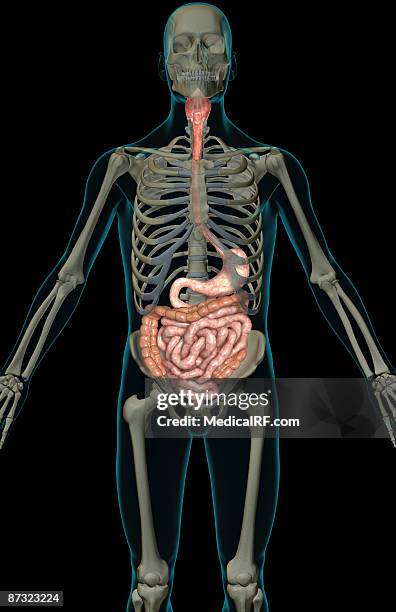 the digestive system - appendix stock illustrations