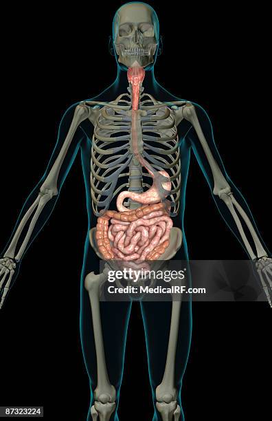 the digestive system - descending colon stock illustrations