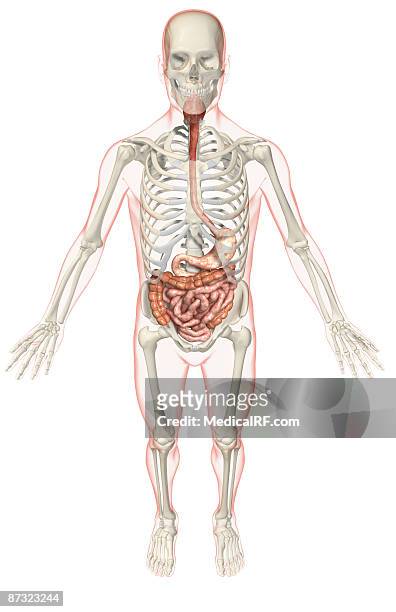 ilustrações, clipart, desenhos animados e ícones de the digestive system - faringe