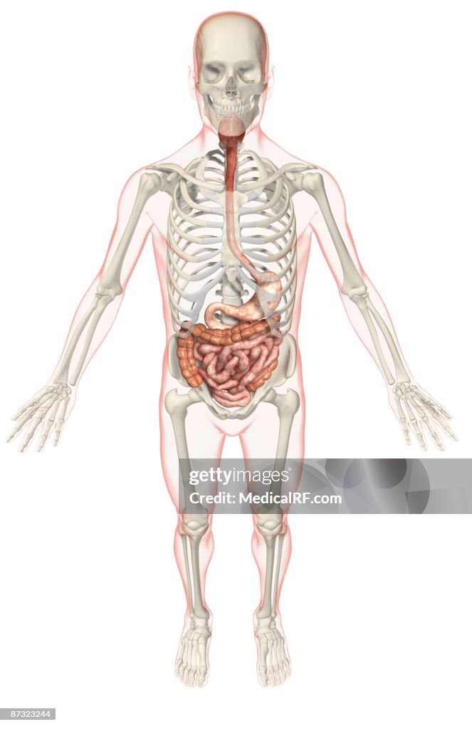The digestive system