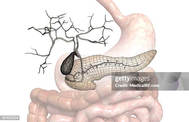 ilustraciones, imágenes clip art, dibujos animados e iconos de stock de accessory digestive organs - arteria cística