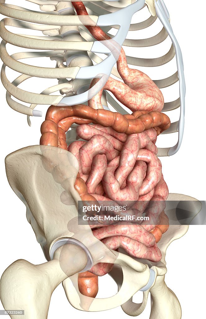 The digestive system
