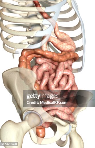 The digestive system The digestive system