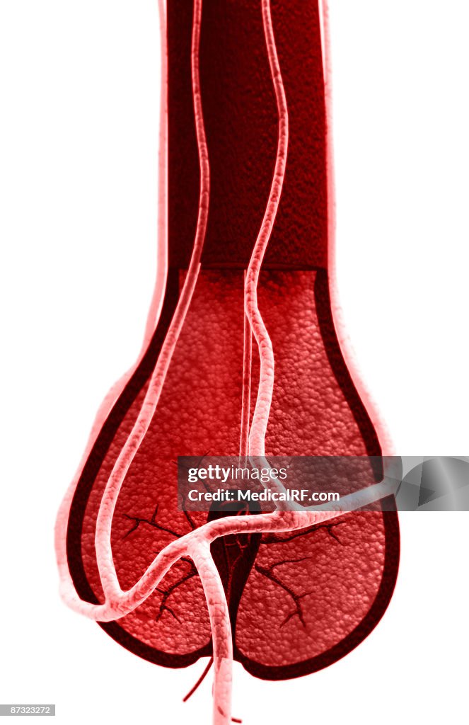 Hair follicle