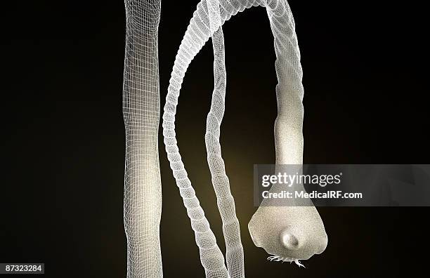 Tapeworm Color 843 Tapeworm Stock Photos, High-Res Pictures, and Images - Getty Images
