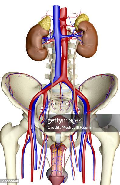 ilustrações de stock, clip art, desenhos animados e ícones de the urinary system - aorta descendente