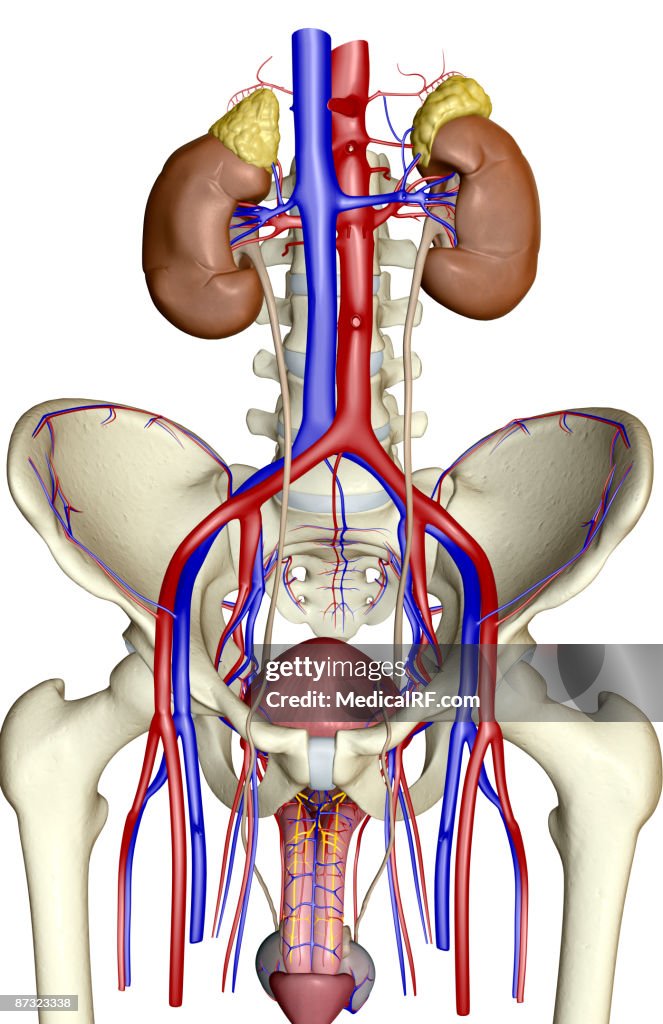 The urinary system