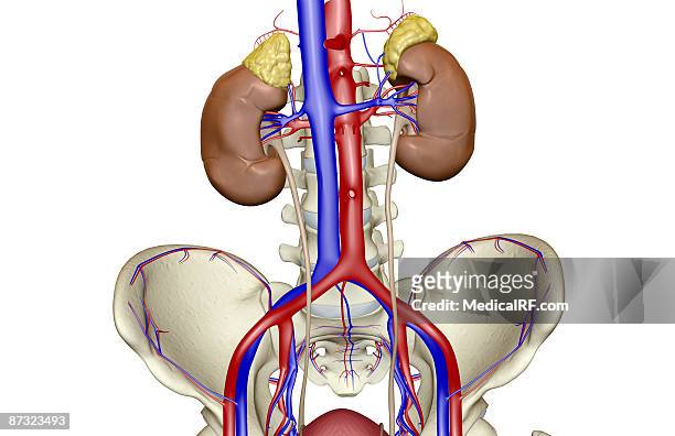 ilustraciones, imágenes clip art, dibujos animados e iconos de stock de blood supply of the kidneys - vena cava vena humana