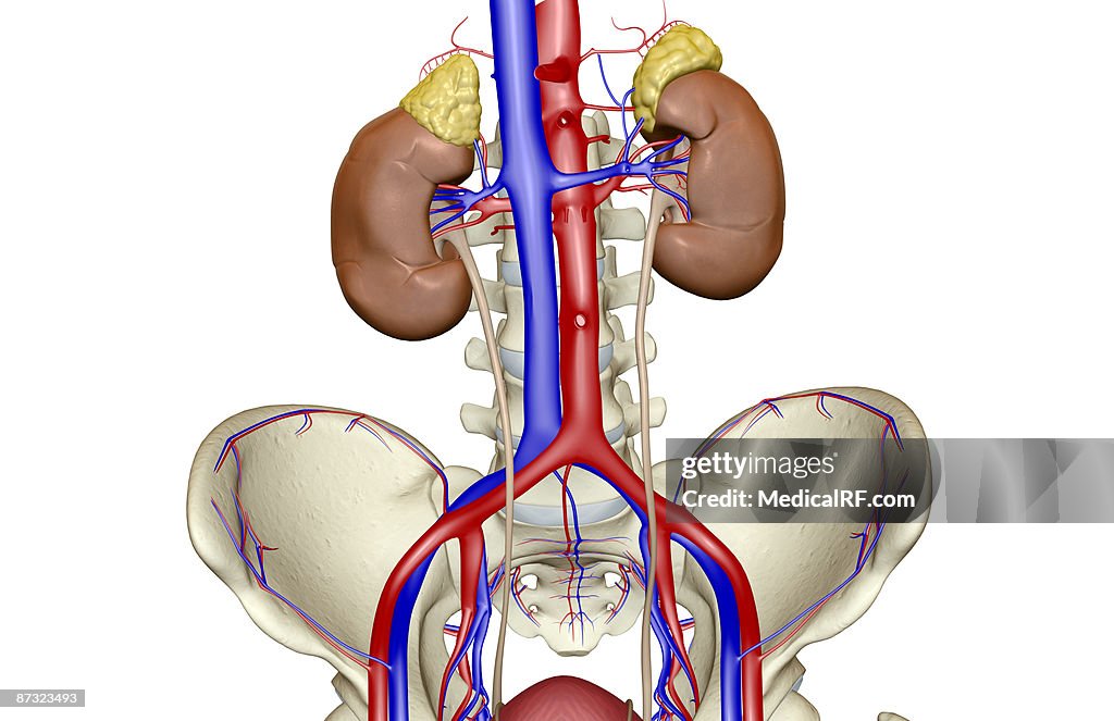 Blood supply of the kidneys