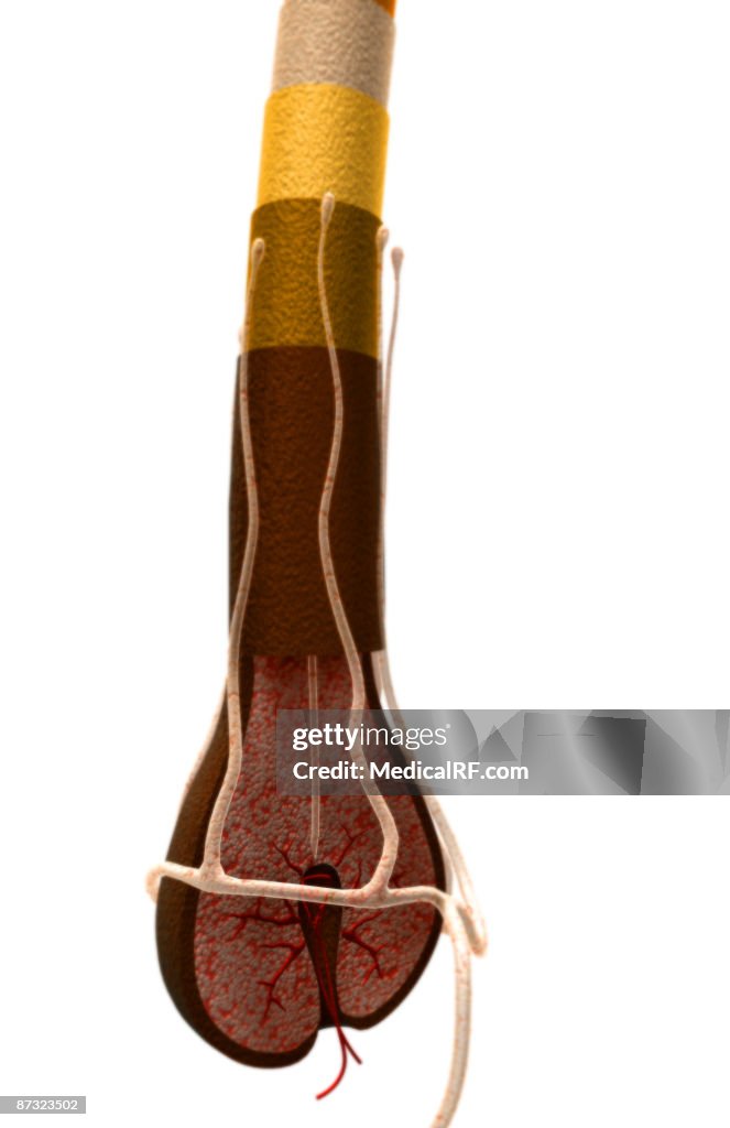 Hair follicle