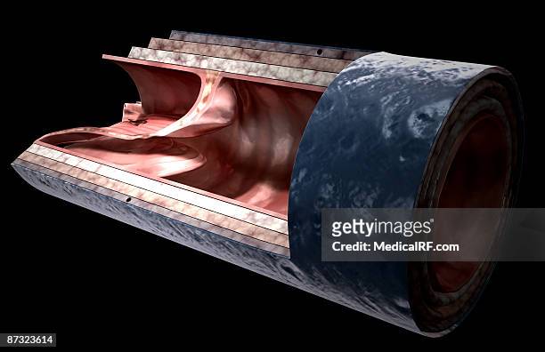 the structure of the vein wall - endothelial stock illustrations