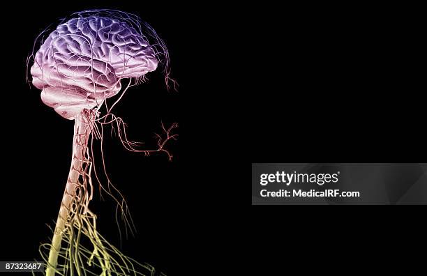 stockillustraties, clipart, cartoons en iconen met the brain and nerves of the head and neck - temporal lobe