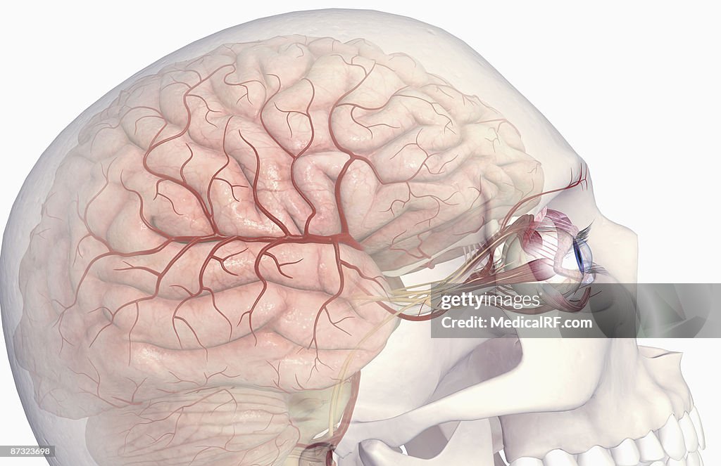 The arteries of the brain and eyes