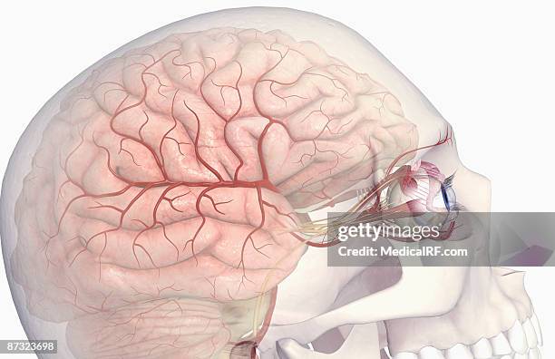 the arteries of the brain and eyes - oculomotor nerve stock illustrations