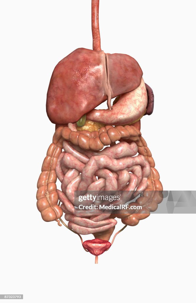 The digestive system