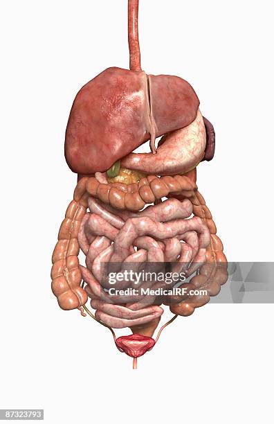 the digestive system - descending colon stock illustrations