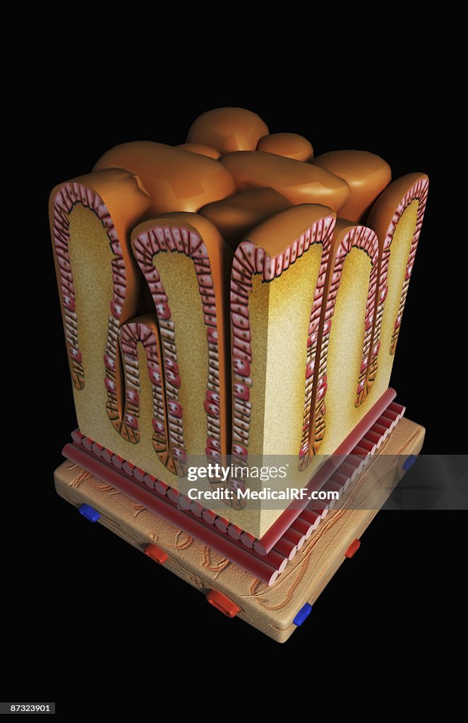 Stomach wall section