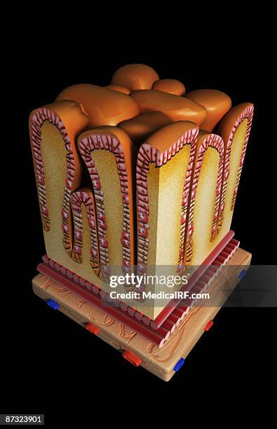 stomach wall section - gastric pit stock illustrations