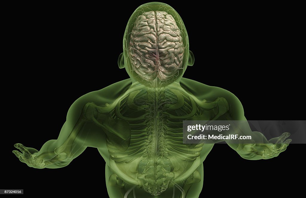 The brain