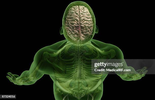 the brain - parietal lobe stock illustrations