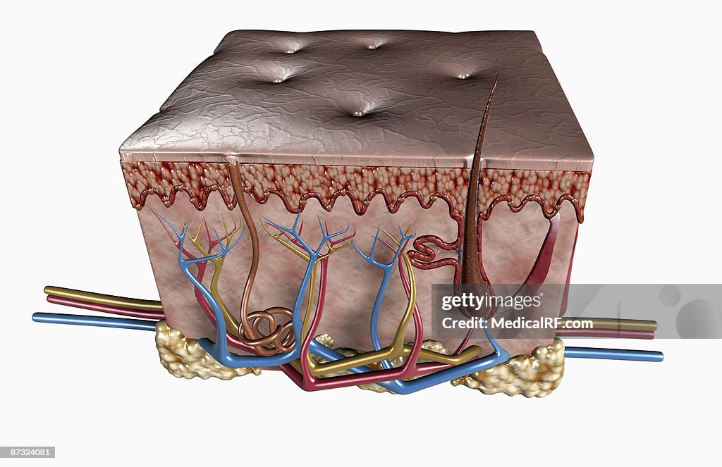 Layers of the skin