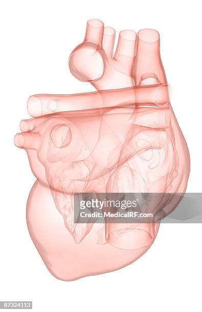 ilustrações de stock, clip art, desenhos animados e ícones de the heart - veia pulmonar
