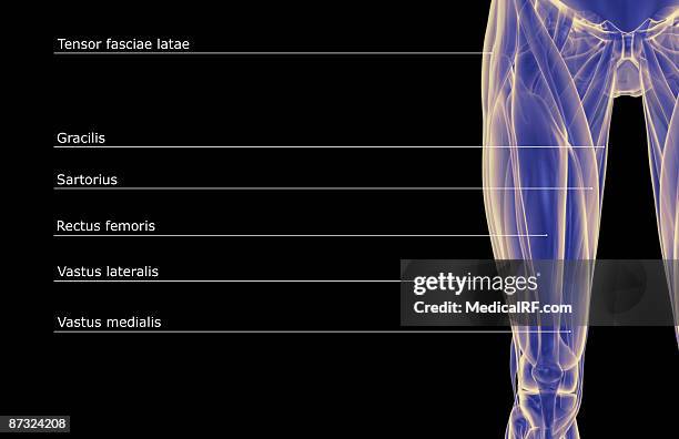 the muscles of the thigh - vastus lateralis stock-grafiken, -clipart, -cartoons und -symbole