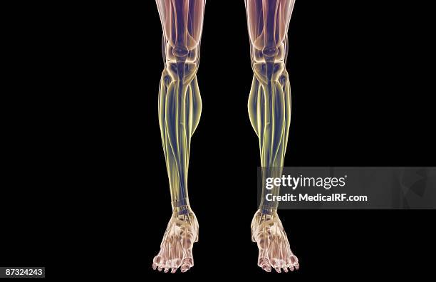 stockillustraties, clipart, cartoons en iconen met the muscles of the legs - fibularis longus muscle