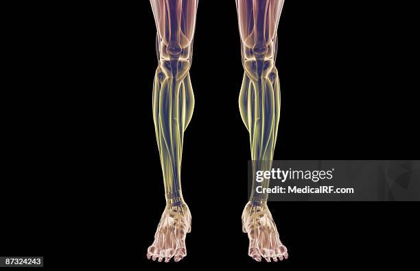 ilustrações, clipart, desenhos animados e ícones de the muscles of the legs - fibularis longus muscle